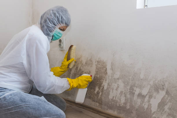 Best Black Mold Removal  in Emmon, AK