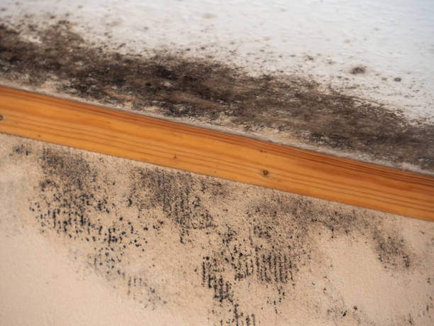 Best Dehumidification Services  in Emmon, AK