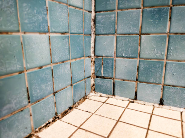 Best Commercial Mold Inspection  in Emmon, AK