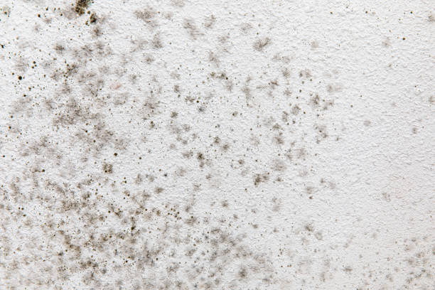 Professional Mold Removal in Emmonak, AK
