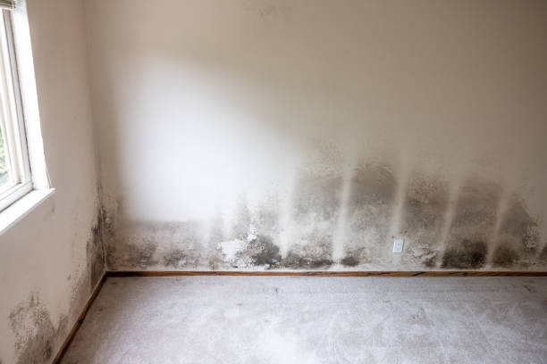 Best Industrial Mold Remediation  in Emmon, AK