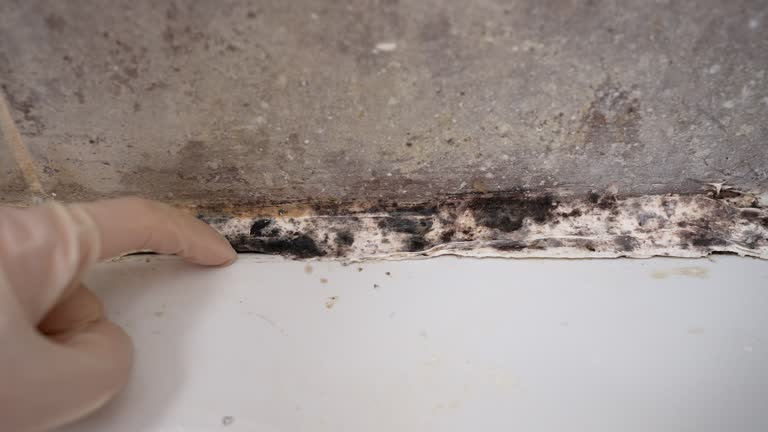 Best Attic Mold Removal  in Emmon, AK